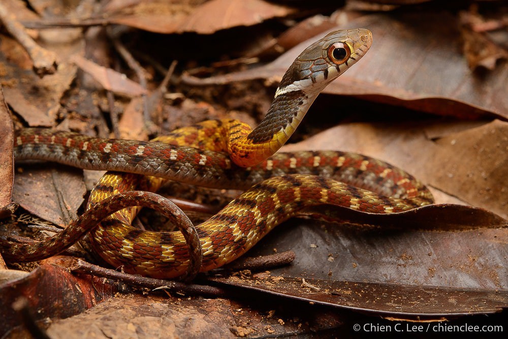 Red-necked flowers are the most dangerous snake in Vietnam, so what about yellow-necked flowers?  - Photo 2.