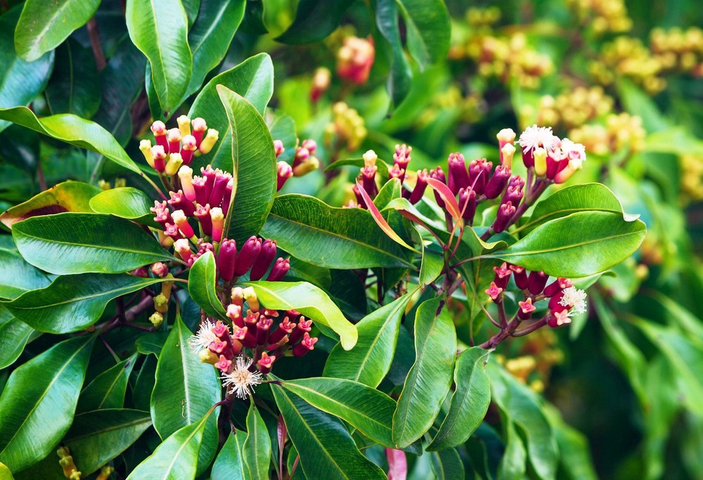 Flowers are good for the liver, prevent cancer, stabilize blood sugar: Vietnamese people have used it for a long time - Photo 1.