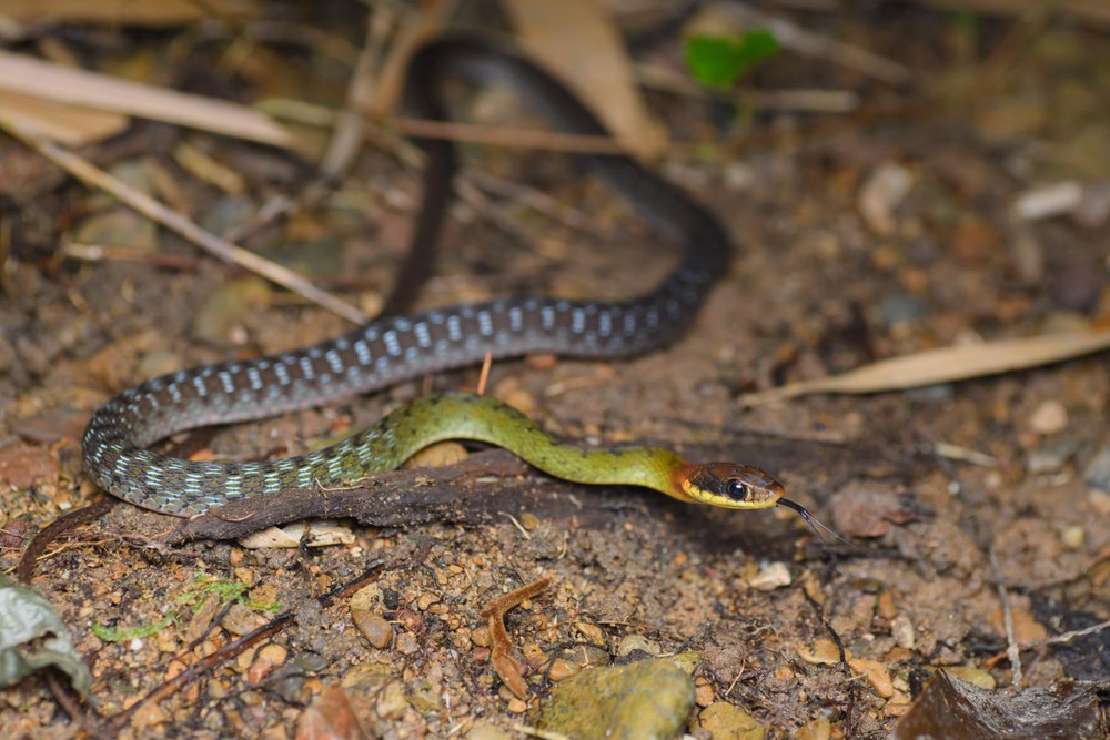 Red-necked flowers are the most dangerous snake in Vietnam, so what about yellow-necked flowers?  - Photo 3.