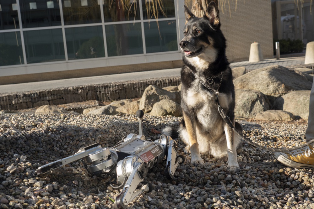 Cheetah robot can learn to run to overcome its own speed limit - Photo 7.