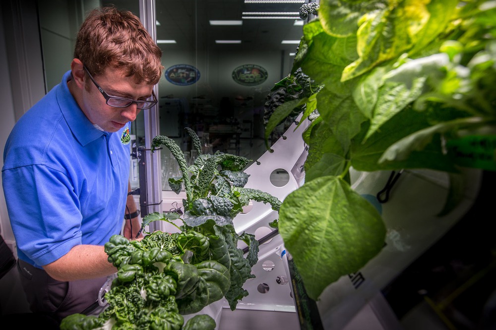 Lettuce helps astronauts improve their health during a long-term mission to Mars - Photo 4.