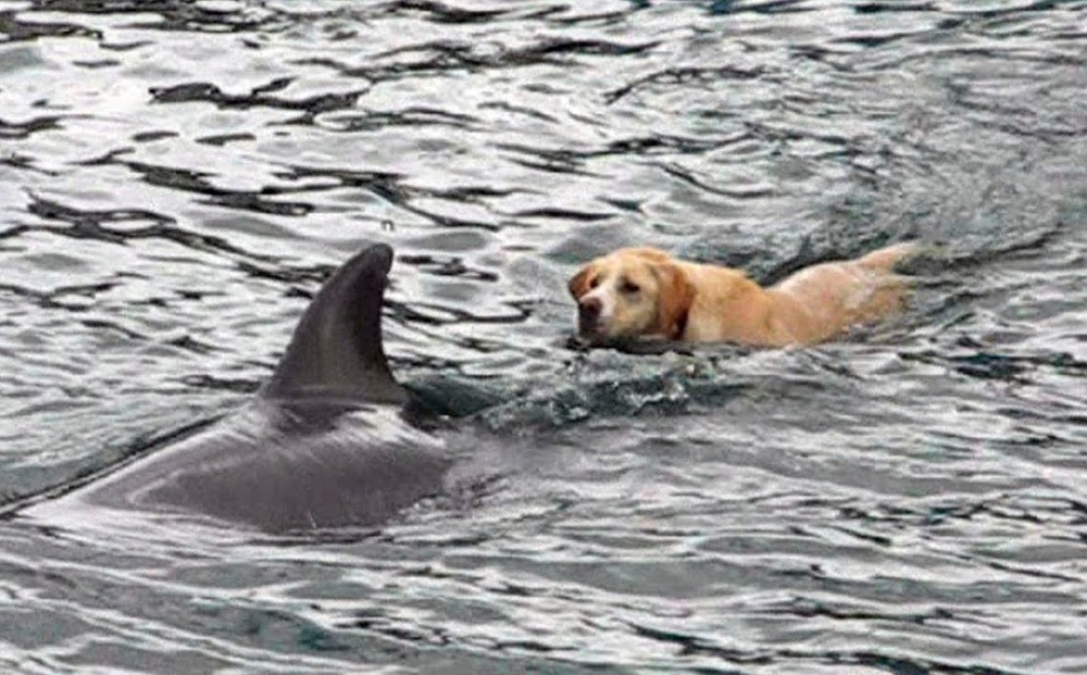 Thấy chó cưng hôm nào cũng bơi ngoài biển, chủ nhìn kỹ mới giật mình trước cảnh tượng này