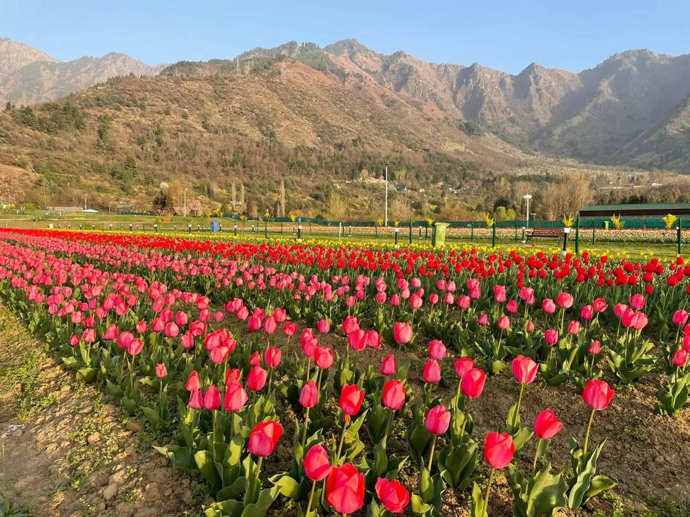 Chiêm ngưỡng vườn hoa tulip lớn nhất châu Á đẹp ngất ngây - Ảnh 3.