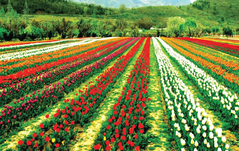 Chiêm ngưỡng vườn hoa tulip lớn nhất châu Á đẹp ngất ngây - Ảnh 4.