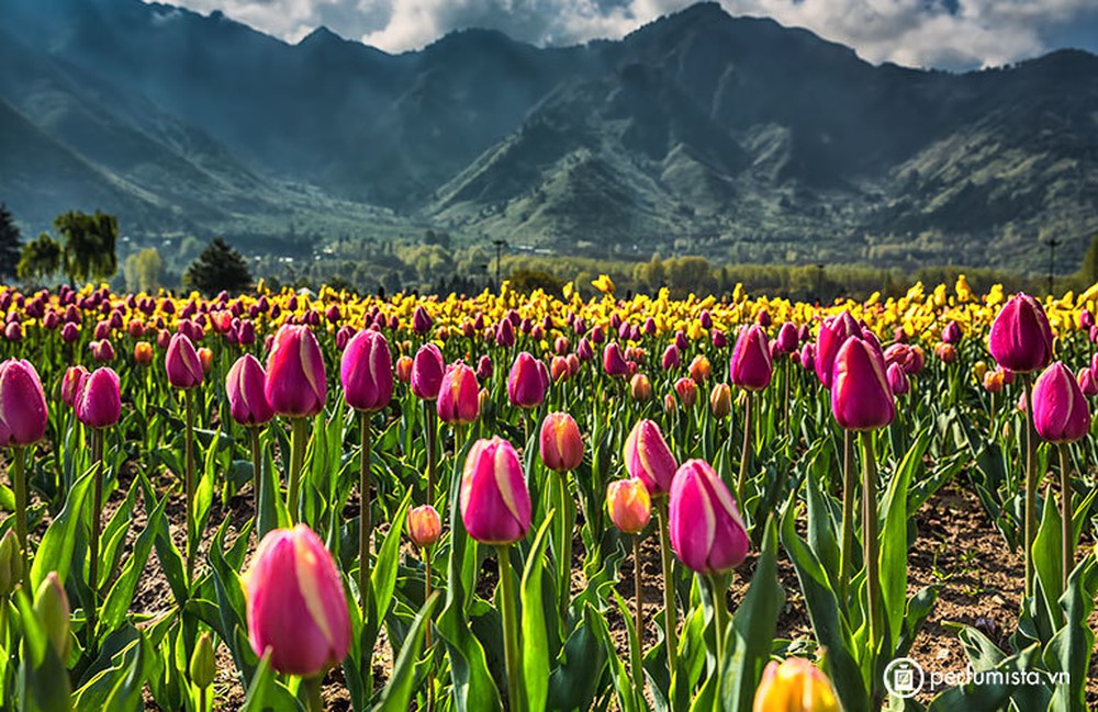 Chiêm ngưỡng vườn hoa tulip lớn nhất châu Á đẹp ngất ngây - Ảnh 7.