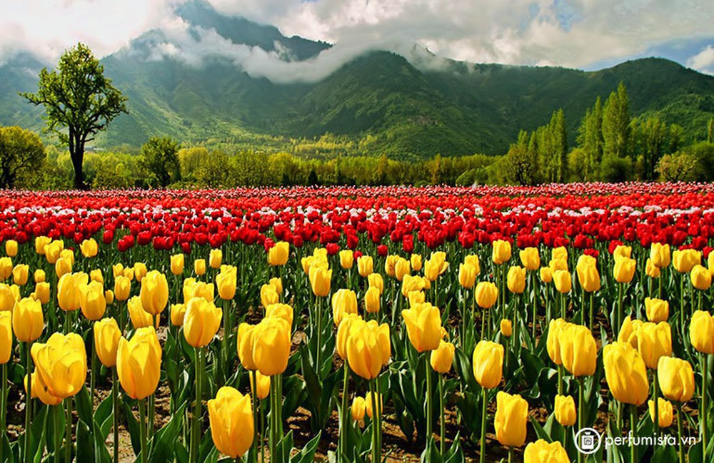 Chiêm ngưỡng vườn hoa tulip lớn nhất châu Á đẹp ngất ngây - Ảnh 9.