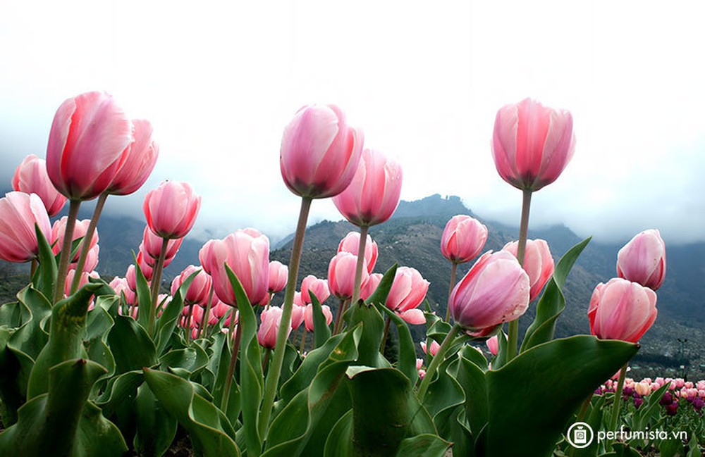 Chiêm ngưỡng vườn hoa tulip lớn nhất châu Á đẹp ngất ngây - Ảnh 10.