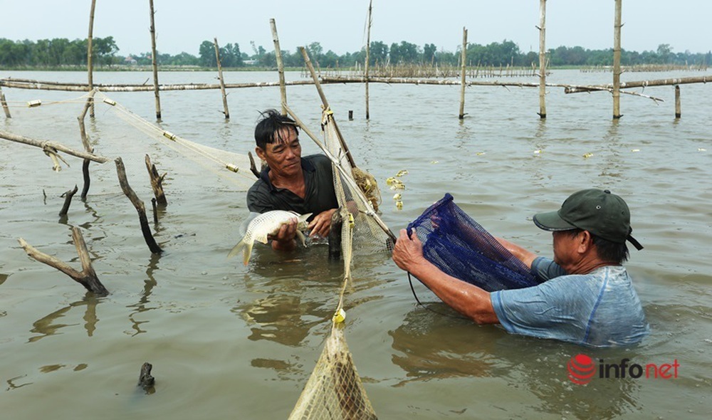 Độc chiêu dỡ chươm, giăng lưới bắt cá trên sông thu tiền triệu mỗi ngày - Ảnh 9.