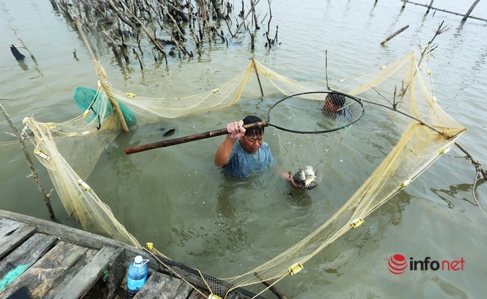 Độc chiêu dỡ chươm, giăng lưới bắt cá trên sông thu tiền triệu mỗi ngày - Ảnh 10.
