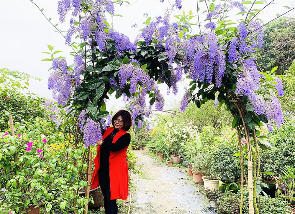 Mai xanh nhưng nở hoa tím lịm, 30 triệu/cây nhà giàu Việt săn mua - Ảnh 2.