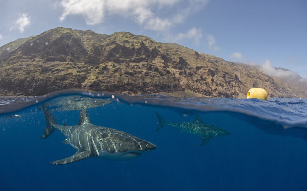 Những con cá mập trắng hung dữ có xu hướng lập hội "tìm bạn đi săn"