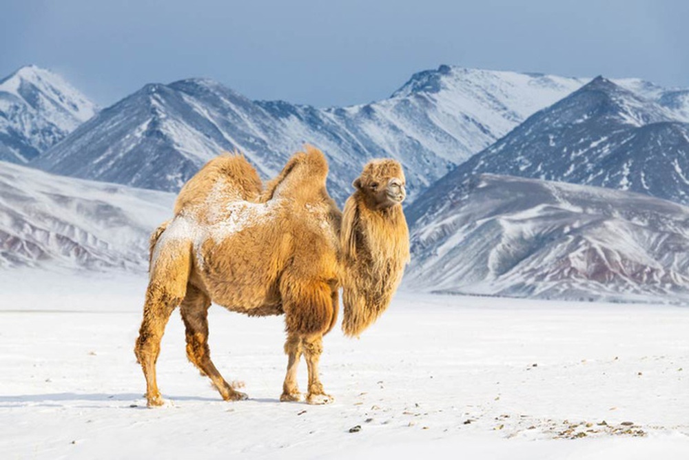 Thế giới khác ở Mông Cổ: Quái thú cao 3 mét sống cùng 2 loài người tuyệt chủng  - Ảnh 1.