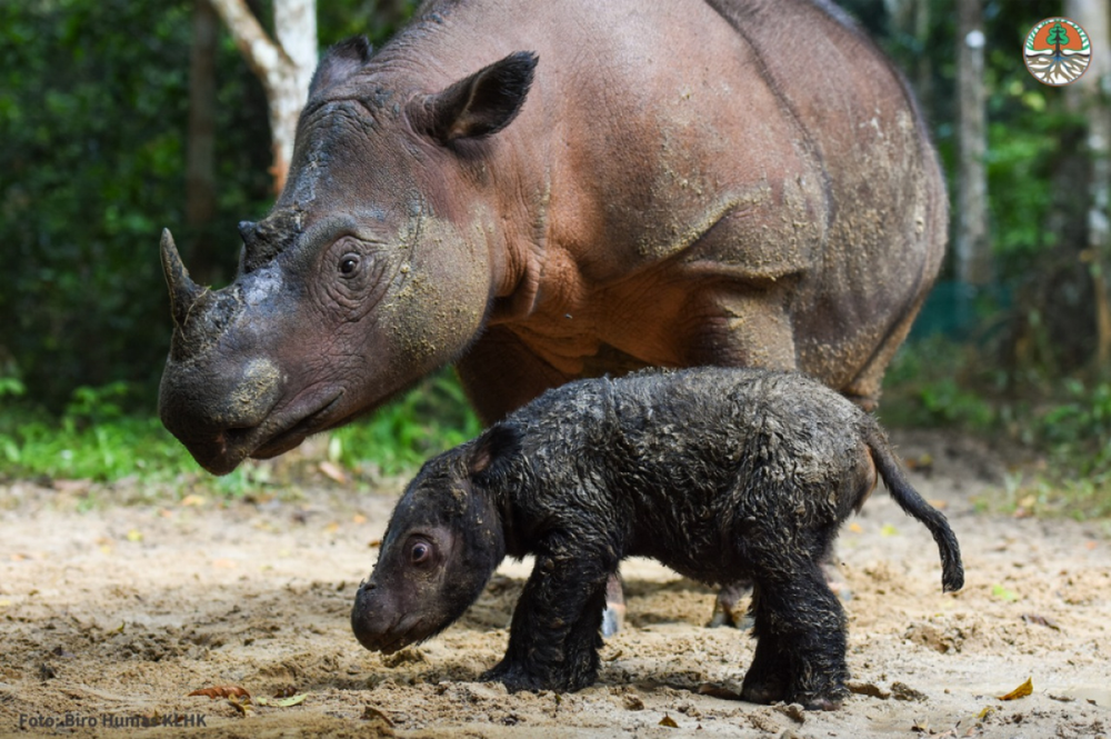 Tê giác Sumatra quý hiếm sinh con tại Vườn quốc gia Way Kambas, Indonesia - Ảnh 1.