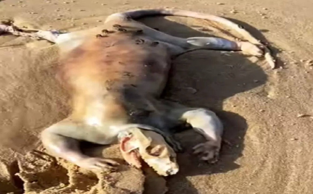 Sinh vật lạ chình ình trên bãi biển Australia, người dân địa phương cho là 'người ngoài Trái Đất'