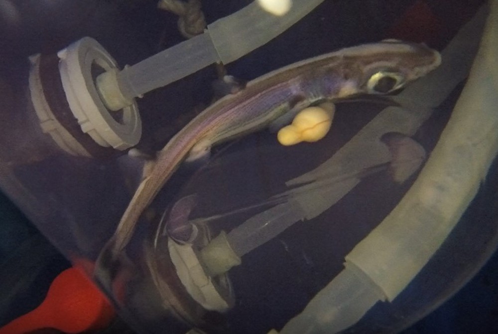 Công nghệ tử cung nhân tạo của Nhật Bản đã nuôi được phôi thai cá mập cho tới khi chào đời - Ảnh 6.