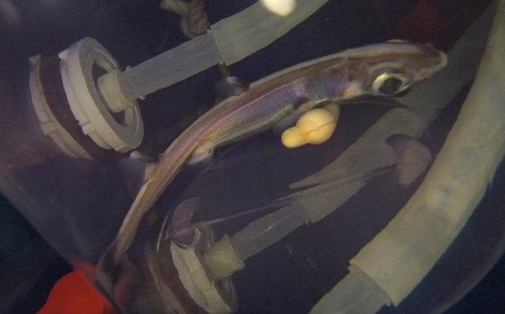 Công nghệ tử cung nhân tạo của Nhật Bản đã nuôi được phôi thai cá mập cho tới khi chào đời