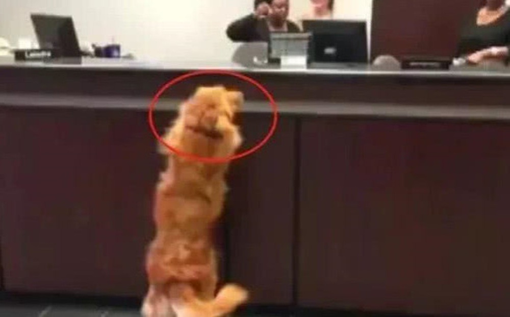 Bỏ quên chó cưng ở ngân hàng, chủ nhân dở khóc dở cười khi quay lại vì thấy cảnh tượng này