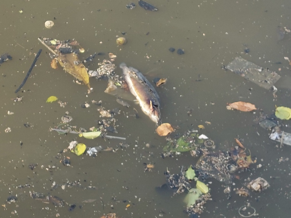 Dead fish and solid waste litter the Nhieu Loc - Thi Nghe canal - Photo 2.