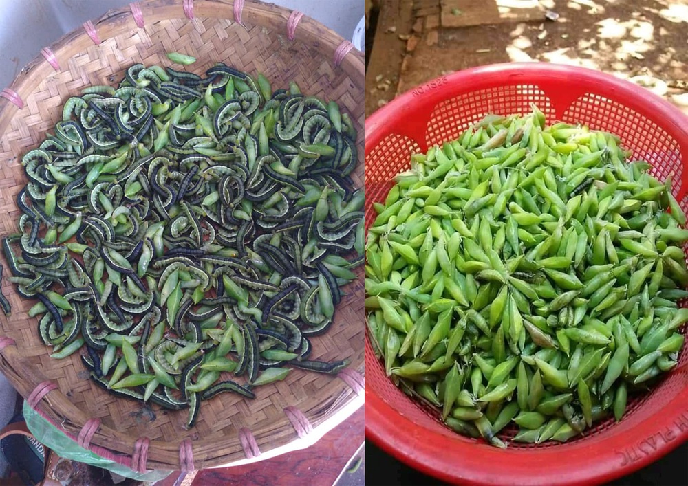 Wild shrimp specialties of the mountains and forests of the Central Highlands come to an appointment again, do you dare to try?  - Photo 1.