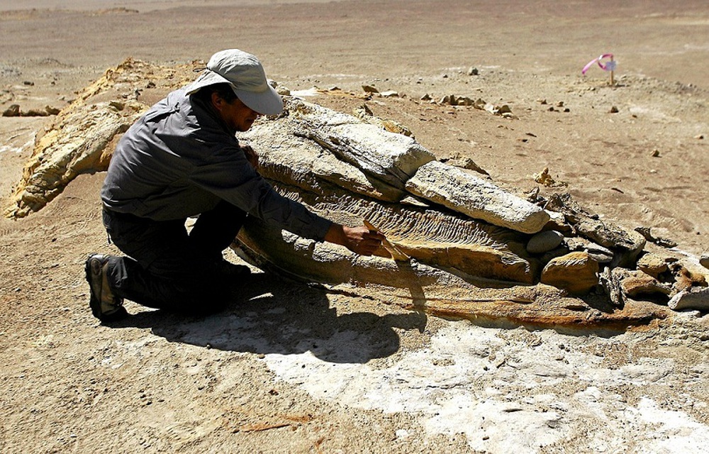 Hóa thạch 36 triệu năm tuổi của tổ tiên cá voi dưới sa mạc Peru, sống dưới nước mà vẫn còn dấu vết chi sau - Ảnh 2.