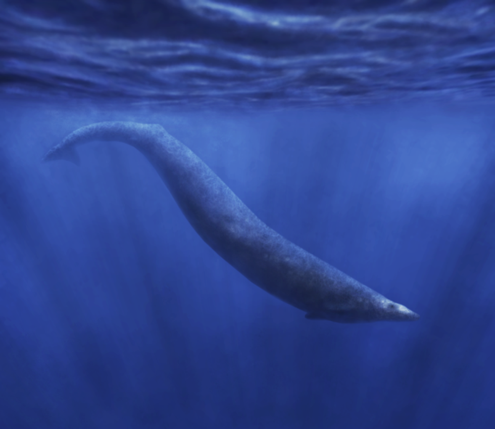 Hóa thạch 36 triệu năm tuổi của tổ tiên cá voi dưới sa mạc Peru, sống dưới nước mà vẫn còn dấu vết chi sau - Ảnh 8.