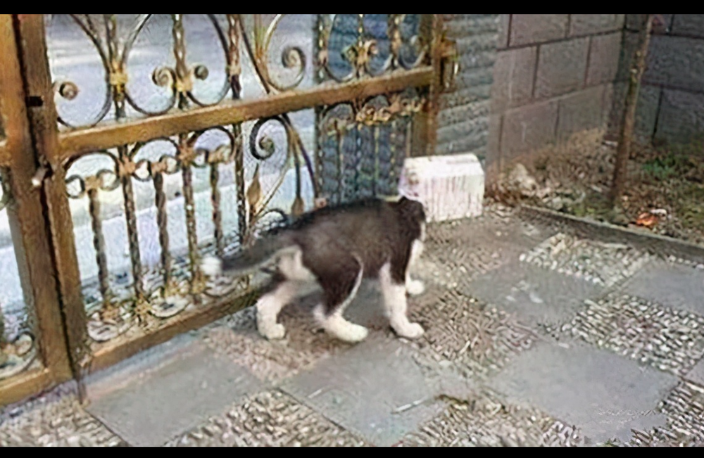 Nhờ chó Husky ra lấy gói đồ, mãi không thấy trở lại, chủ đi ra thì gặp cảnh tăng xông - Ảnh 2.