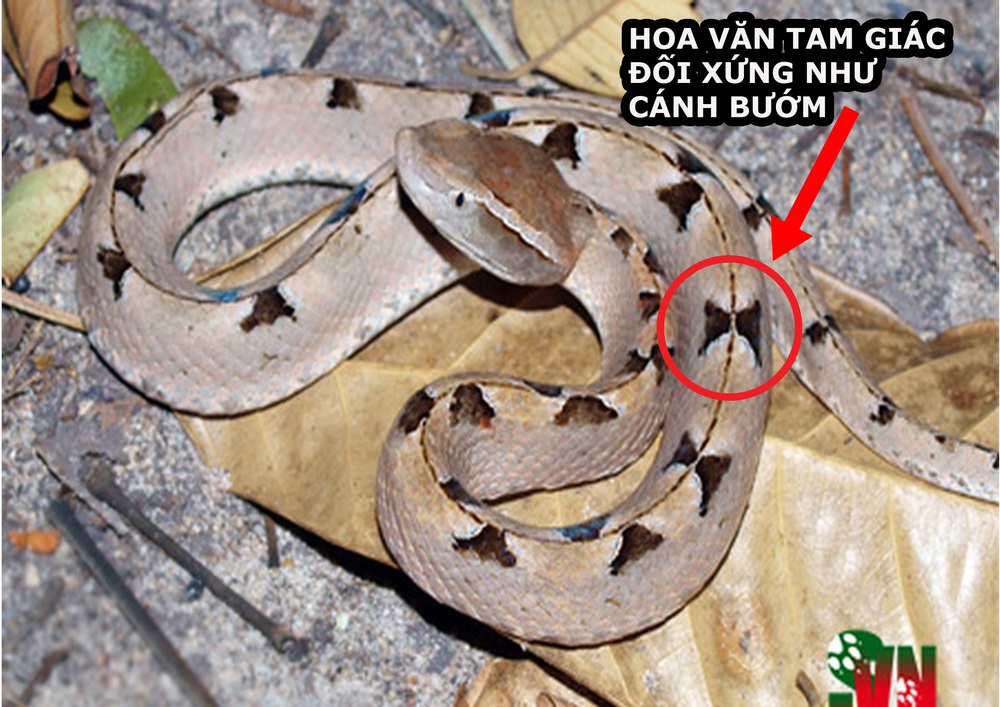 Bị loài rắn độc thứ 2 Việt Nam cắn, người đàn ông phải trả viện phí cả trăm triệu: Lý do? - Ảnh 4.