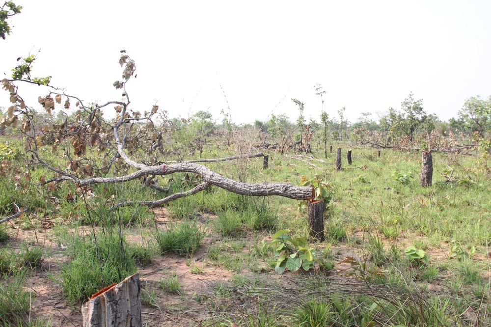 400ha of natural forest in Dak Lak was destroyed - Police investigate - Photo 2.