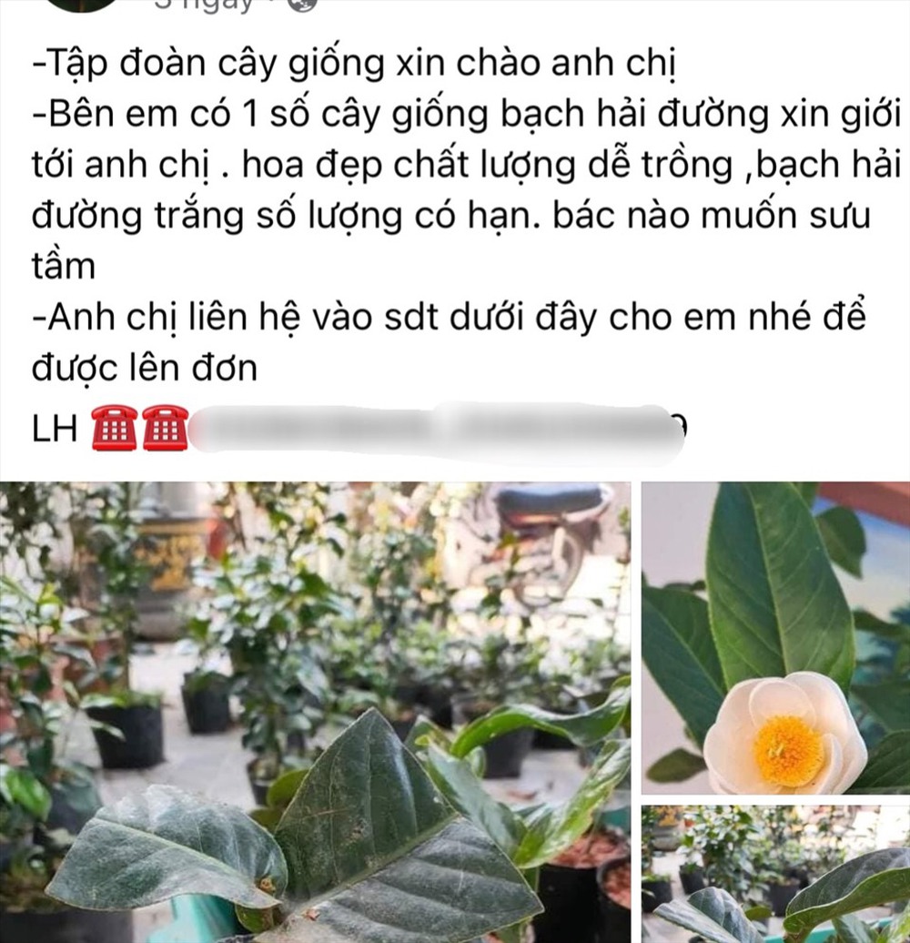 Sự thật cơn sốt bạch hải đường được săn mua như vàng ròng, rao bán tiền tỷ một cây - Ảnh 3.