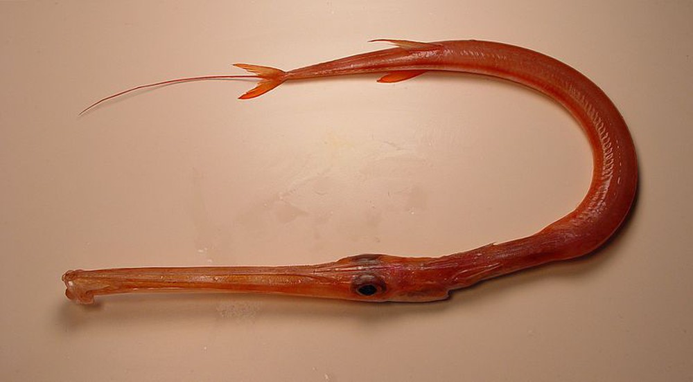 Nữ cần thủ kéo lên sinh vật đỏ và rất dài: Là hải long quý hiếm, chỉ nhà giàu mới dám ăn - Ảnh 3.