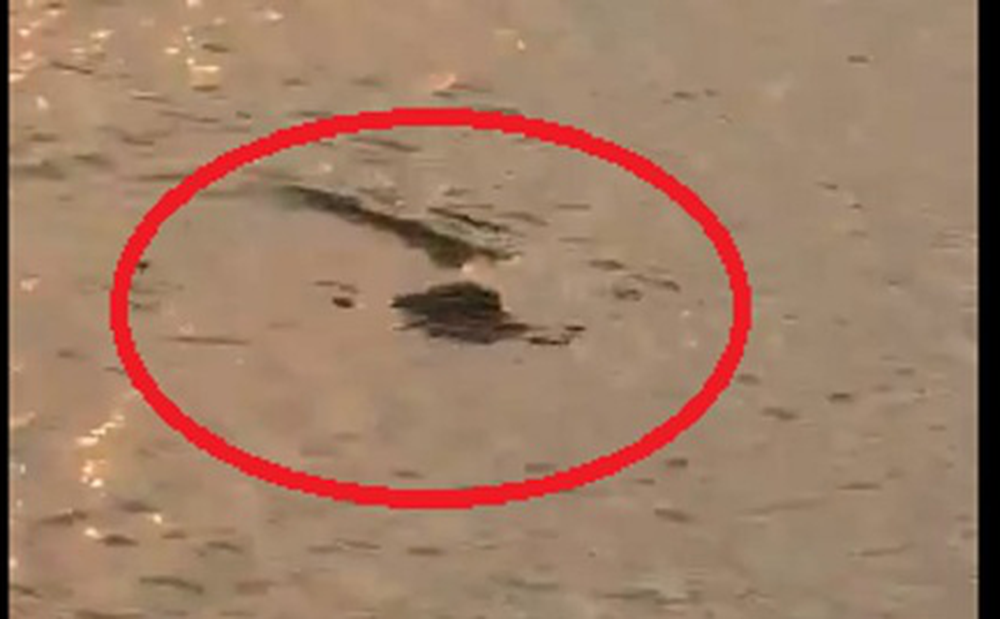 Thực hư clip cá sấu "bơi tung tăng" ở Hồ Tây