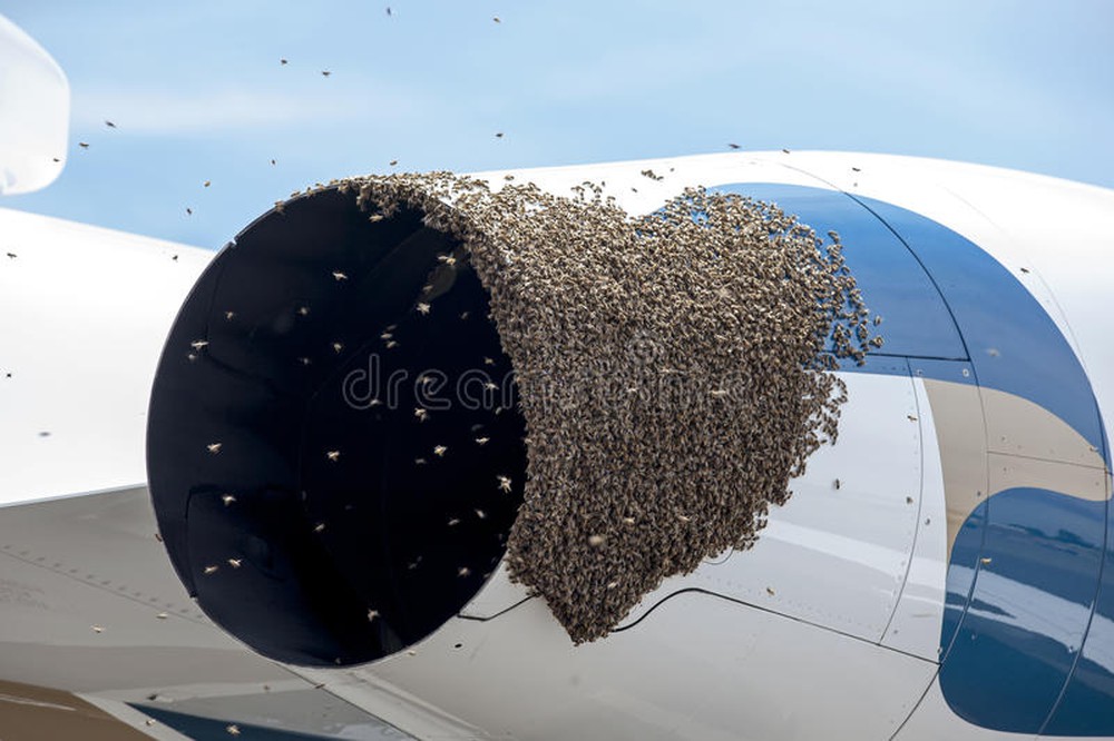 Vietnam Airlines plane delayed due to bees: Creatures that can kill many people and cause bankruptcy!  - Photo 2.