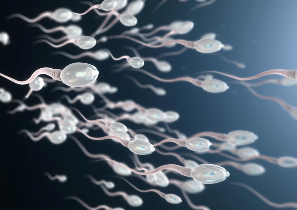 What happens to sperm if a man is 'lazy' to ejaculate?  - Photo 1.