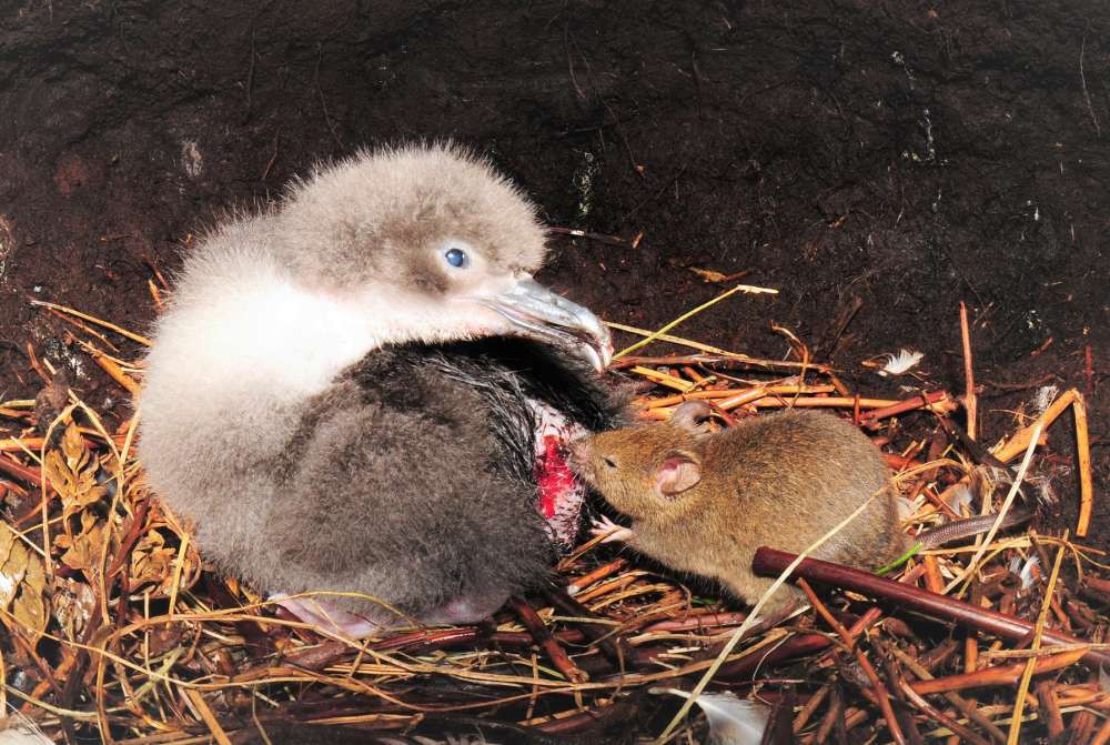 Bị con người bỏ lại trên đảo hoang 200 năm, những con chuột nhà đã tiến hóa thành một loài ăn thịt khát máu - Ảnh 9.