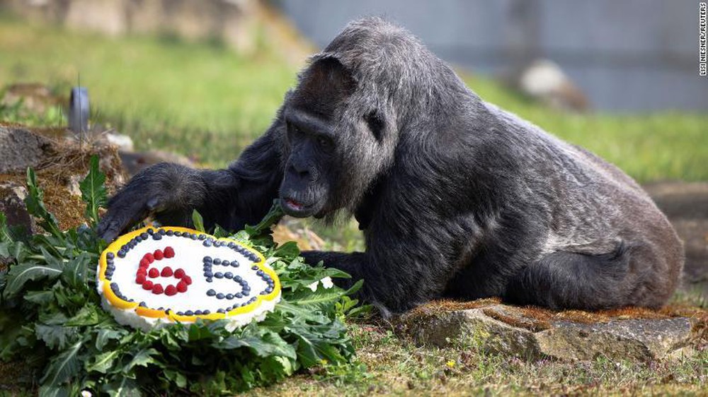 Sở thú tổ chức sinh nhật cho khỉ đột già nhất thế giới - Ảnh 1.