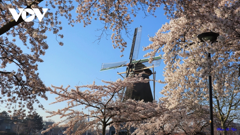 Hà Lan đẹp nao lòng giữa mùa hoa anh đào - Ảnh 13.