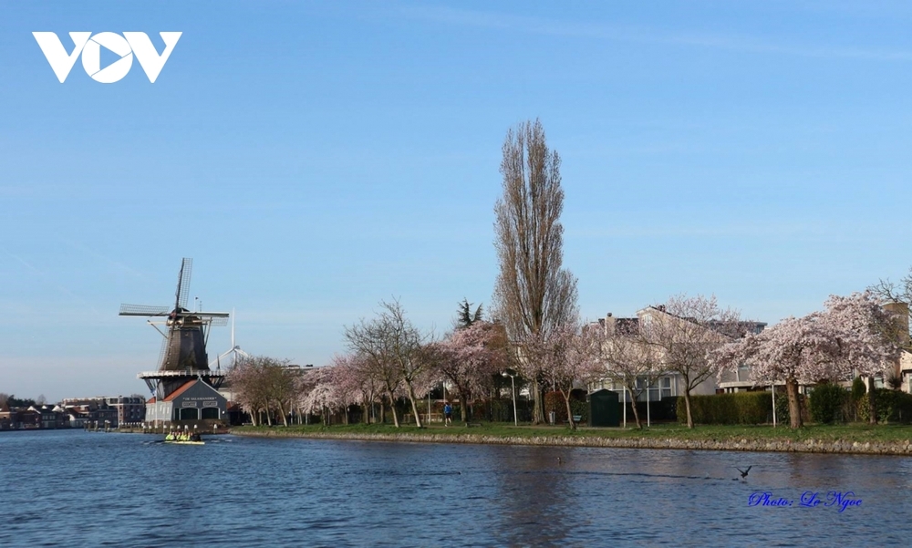 Hà Lan đẹp nao lòng giữa mùa hoa anh đào - Ảnh 10.
