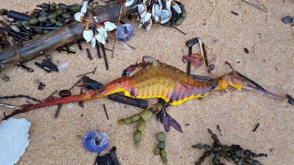 Sinh vật lạ nhiều màu sắc trôi dạt vào bãi biển sau đợt mưa lớn - Ảnh 1.