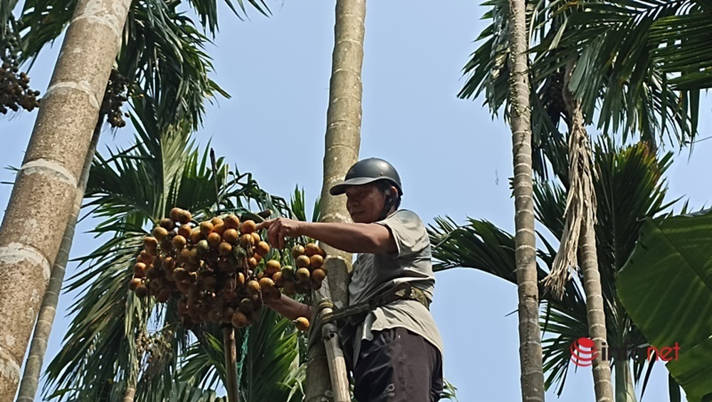 Trồng vườn cau bán từ mo đến quả, một gia đình thu tiền tỷ mỗi năm - Ảnh 2.