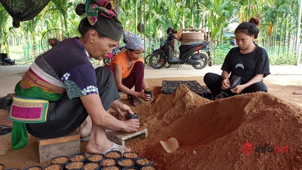 Trồng vườn cau bán từ mo đến quả, một gia đình thu tiền tỷ mỗi năm - Ảnh 12.