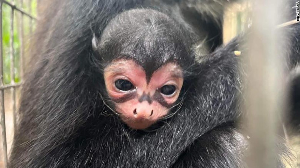 Newborn monkeys have a strange batman symbol on their face - Photo 1.