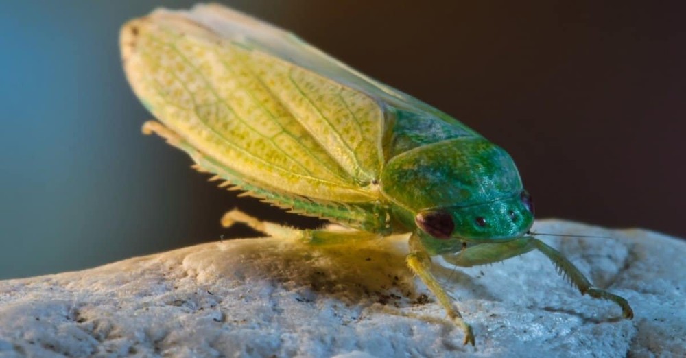 The cleanest cockroach in the world, thanks to its beauty, is given special treatment to become a human pet - Photo 4.