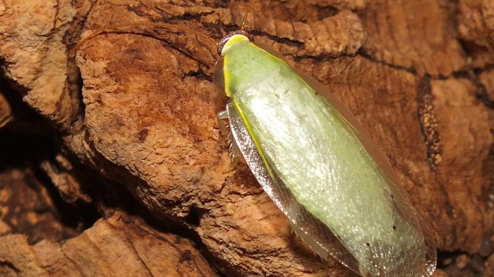 The cleanest cockroach in the world, thanks to its beauty, is given special treatment to become a human pet - Photo 3.