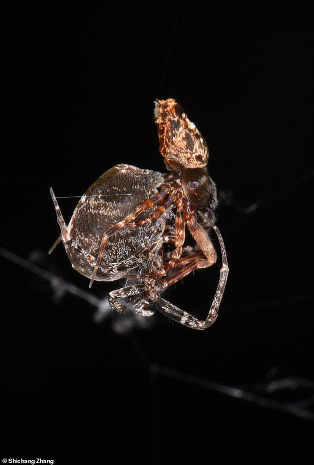 Thrilling story about female spiders eating male spiders right after sex - Photo 1.