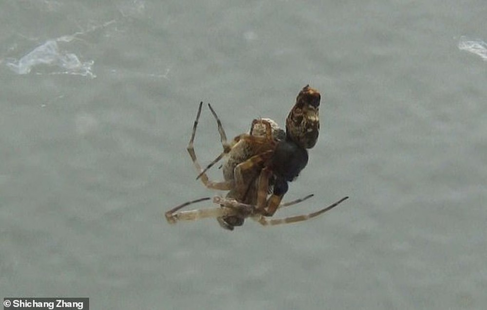 Thrilling story about female spiders eating male spiders right after sex - Photo 3.