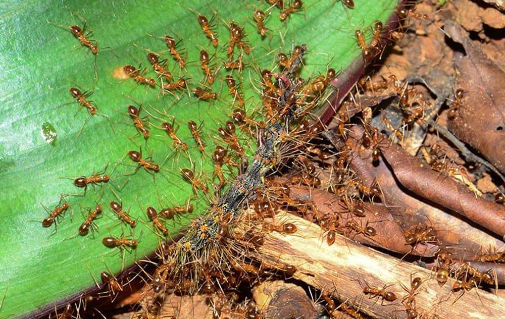 Bạo phát bạo tàn: Số phận nghiệt ngã của loài kiến điên ở Texas - Ảnh 1.