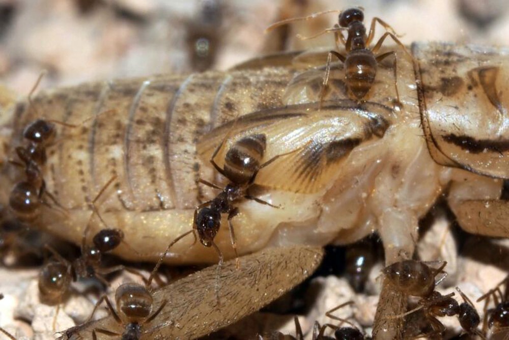 Bạo phát bạo tàn: Số phận nghiệt ngã của loài kiến điên ở Texas - Ảnh 3.