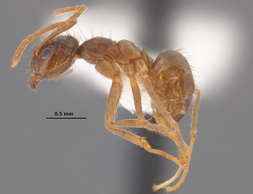 Bạo phát bạo tàn: Số phận nghiệt ngã của loài kiến điên ở Texas - Ảnh 6.