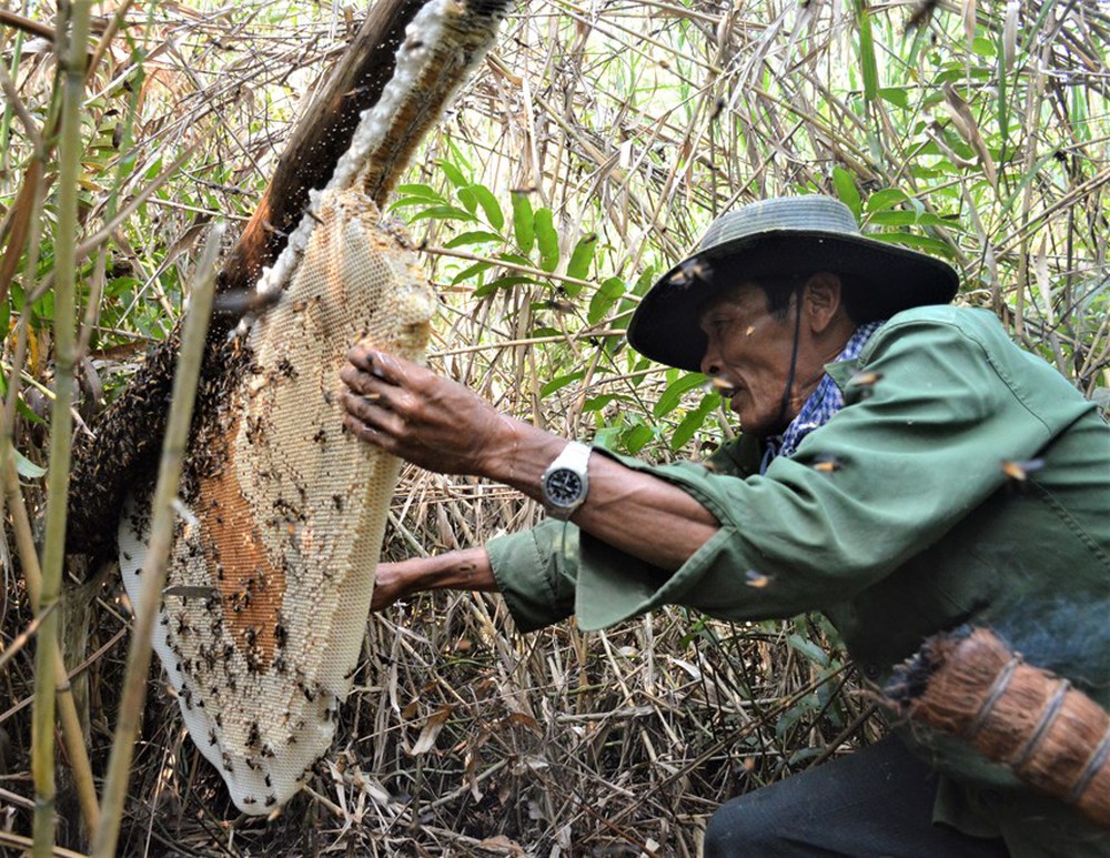 Tổ ong mật ‘khủng’ dài hơn 2 mét nặng 43 kg xác lập kỷ lục Việt Nam - Ảnh 3.