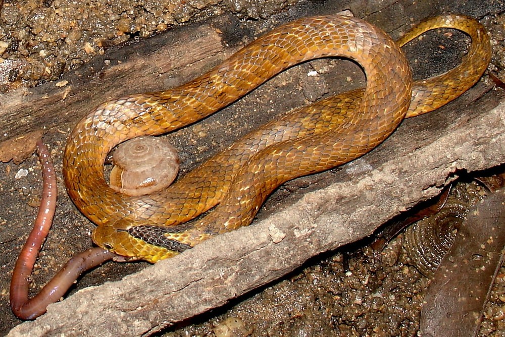 The man discovered the cobra, yellow V-neck: Not a cobra!  - Photo 3.